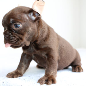 Hembra Bulldog Frances Chocolate 40 días