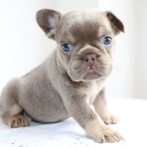 Hembra Bulldog Frances Lilac and Tan 40 días