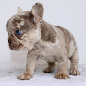 Hembra Bulldog Frances Isabella Merle 40 días