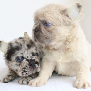 Hembra y macho Bulldog Frances Fluffy Lilac Fawn y Chocolate merle 2 Meses