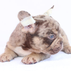 Macho Bulldog Frances Chocolate Merle 40 días