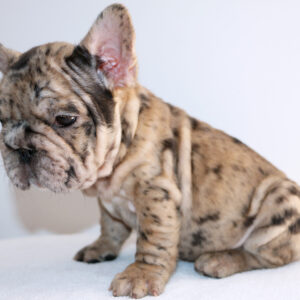 Macho Buldog Frances Big Rope Black Merle 2.5 meses